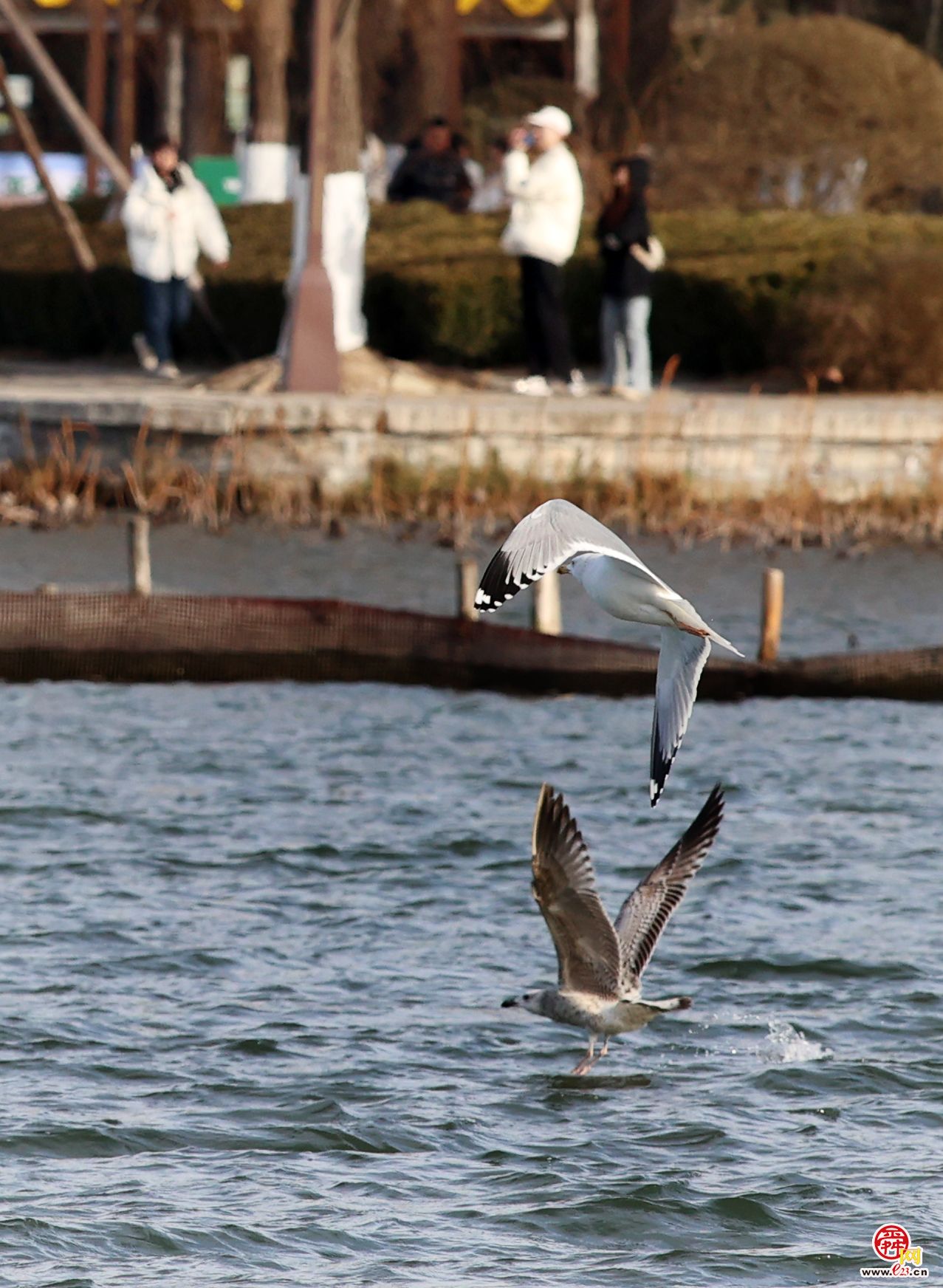 大明湖上银鸥飞舞嬉戏追逐，成为济南亮丽风景！