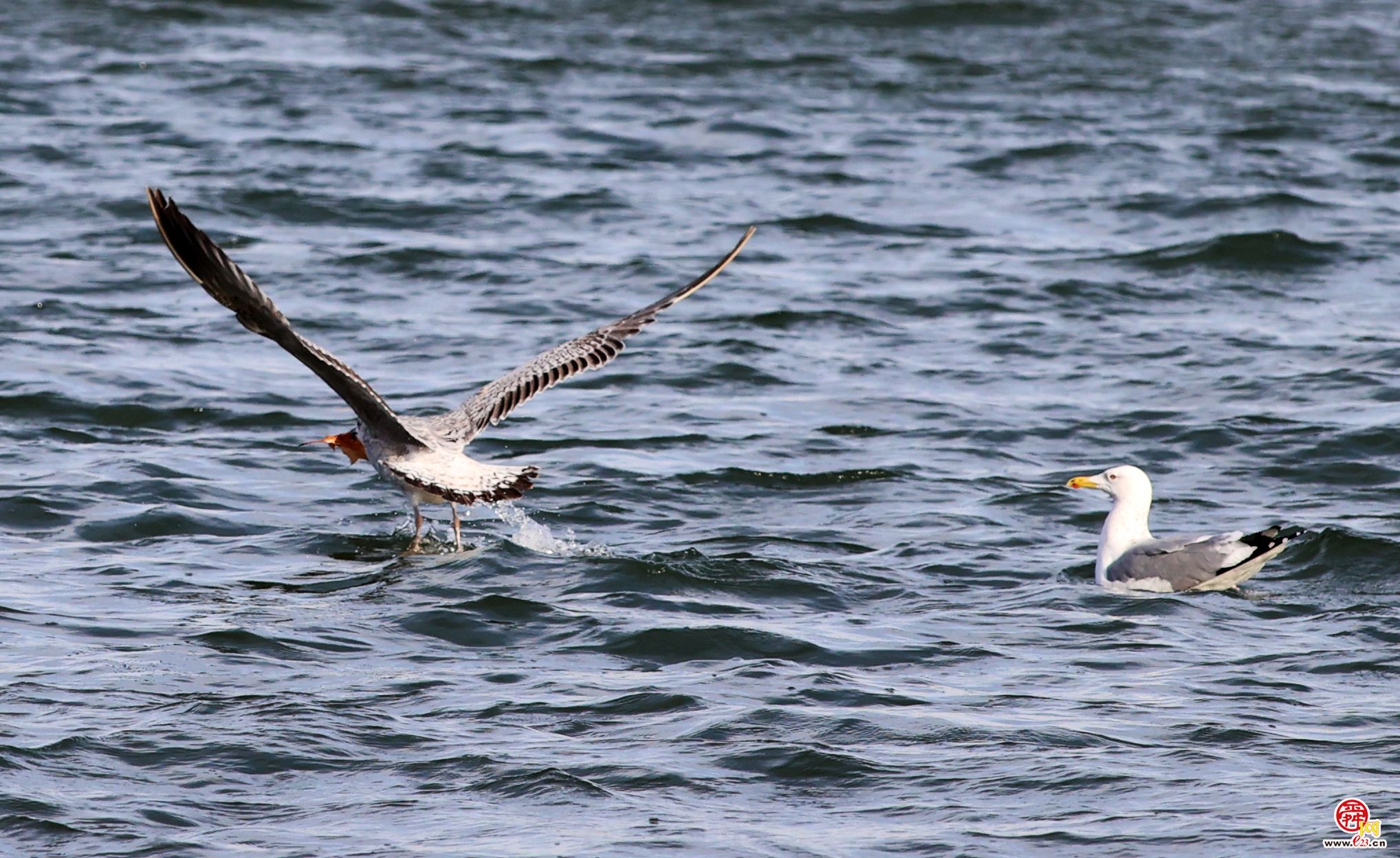 大明湖上银鸥飞舞嬉戏追逐，成为济南亮丽风景！