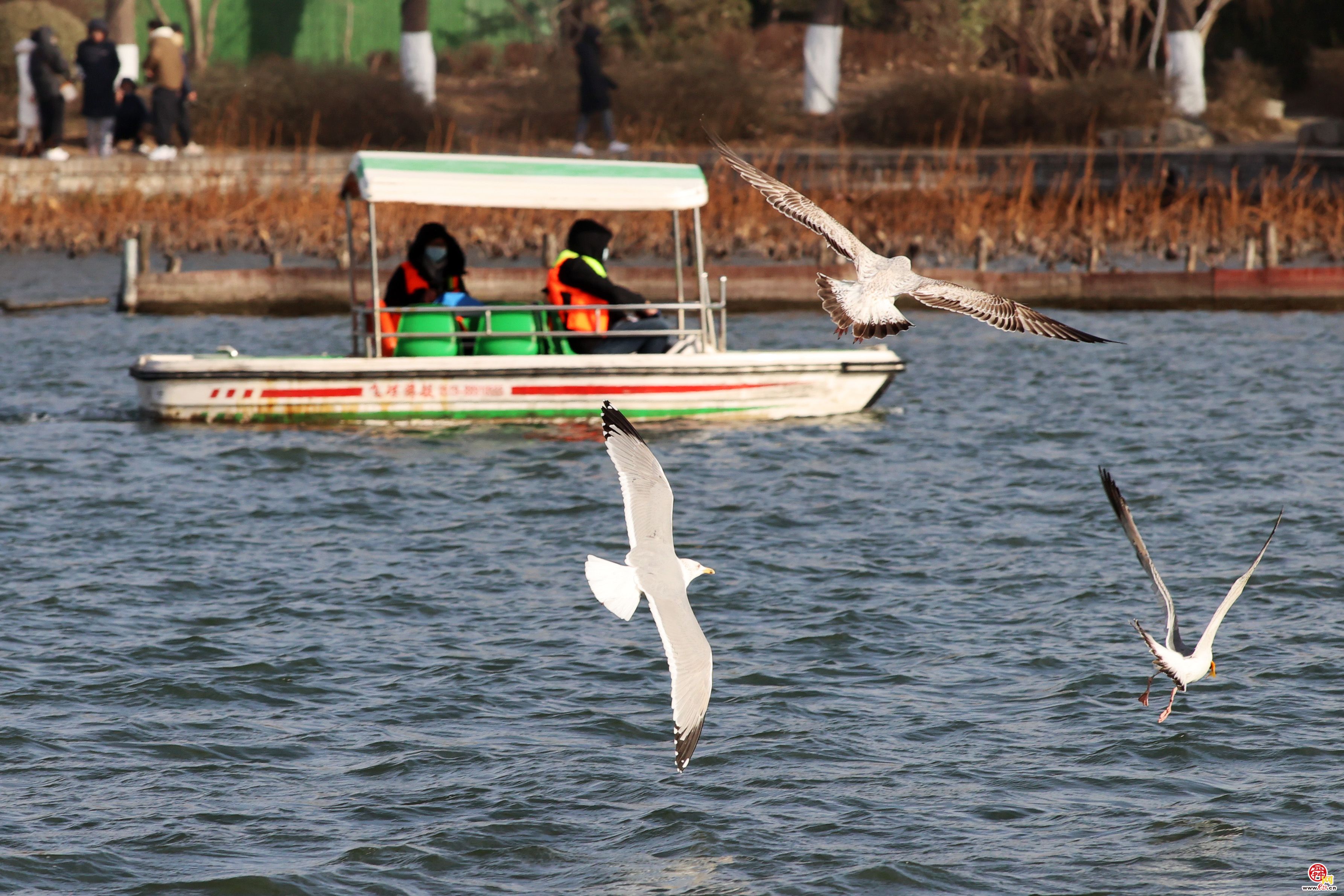 大明湖上银鸥飞舞嬉戏追逐，成为济南亮丽风景！