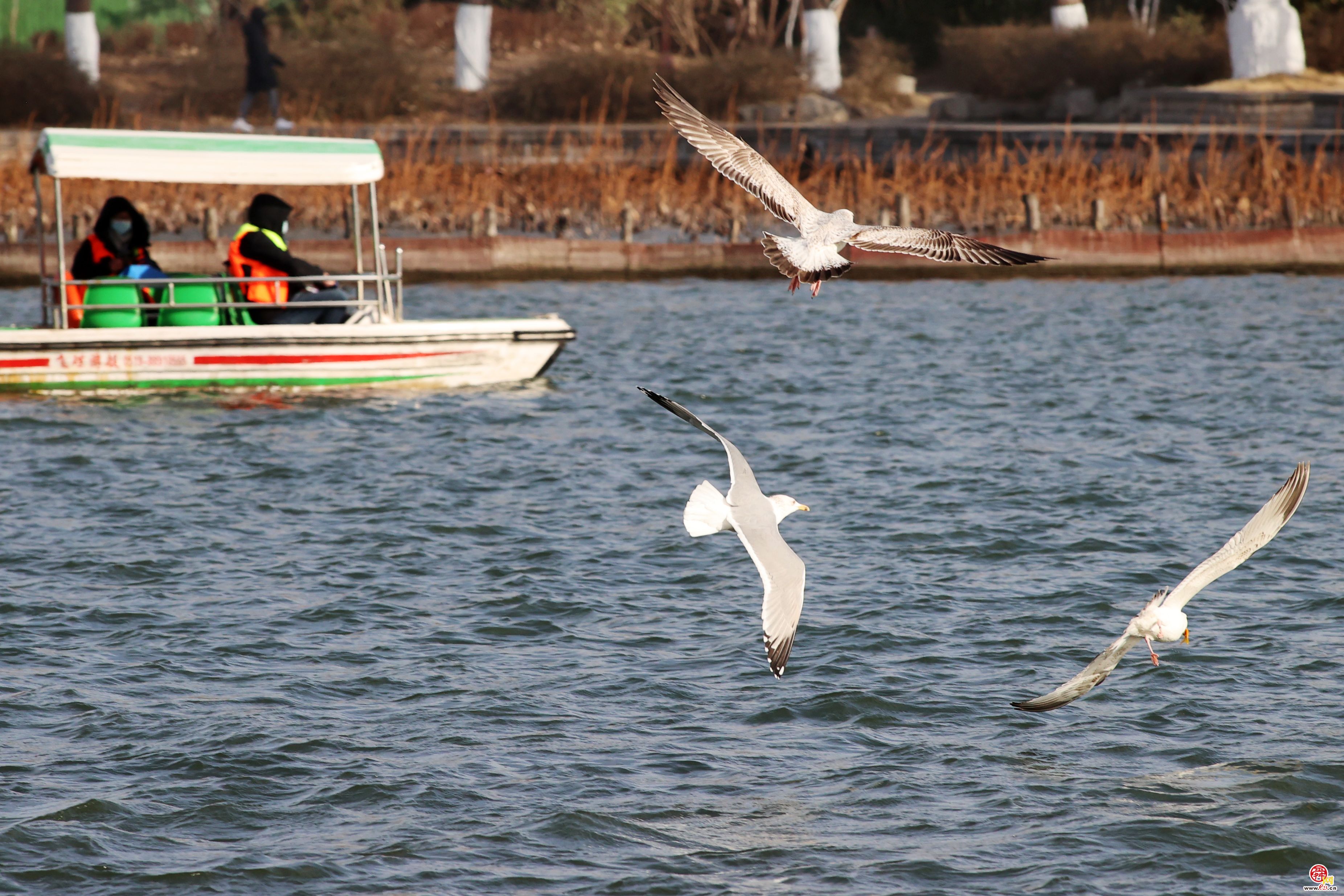 大明湖上银鸥飞舞嬉戏追逐，成为济南亮丽风景！