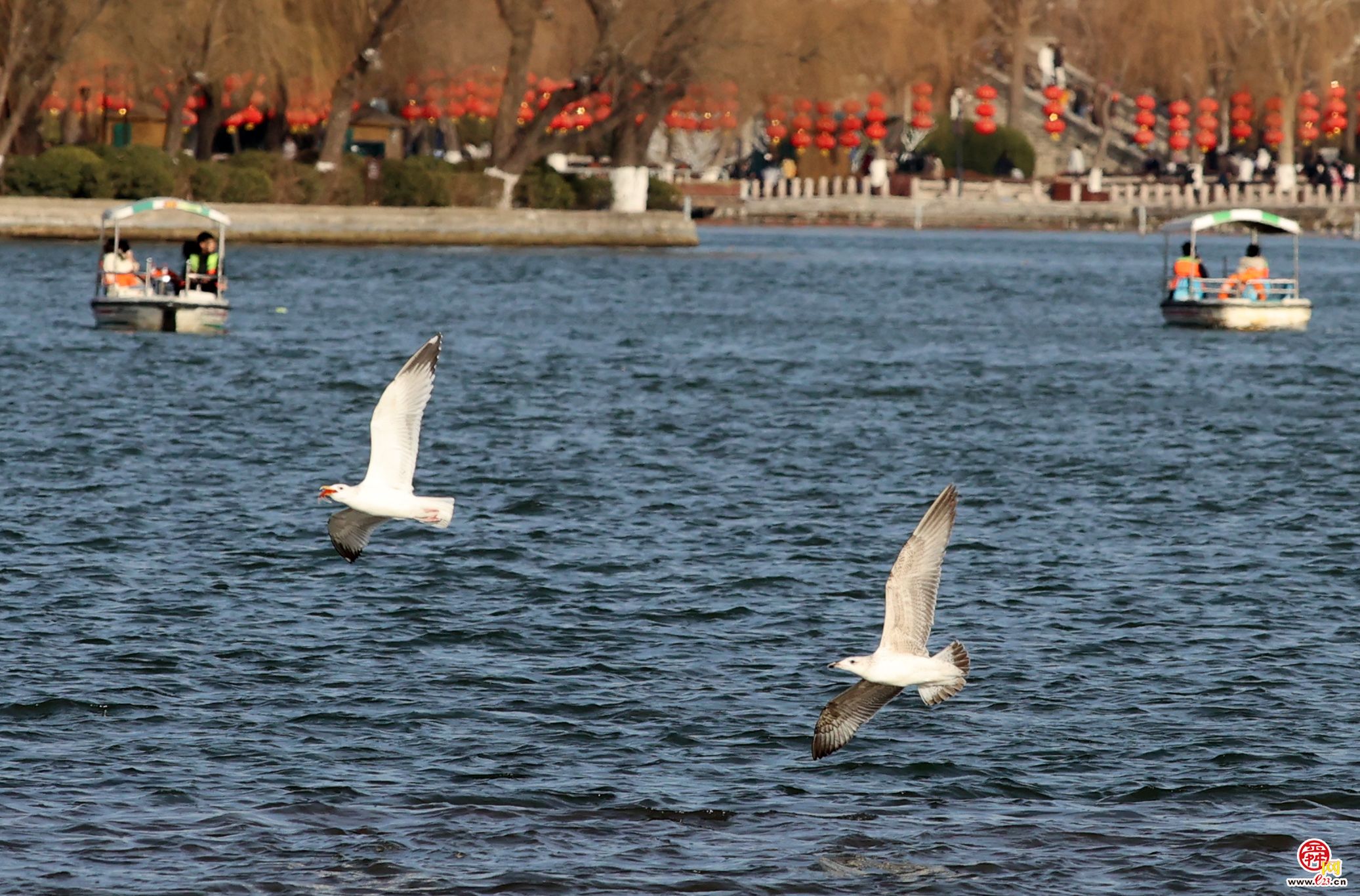 大明湖上银鸥飞舞嬉戏追逐，成为济南亮丽风景！