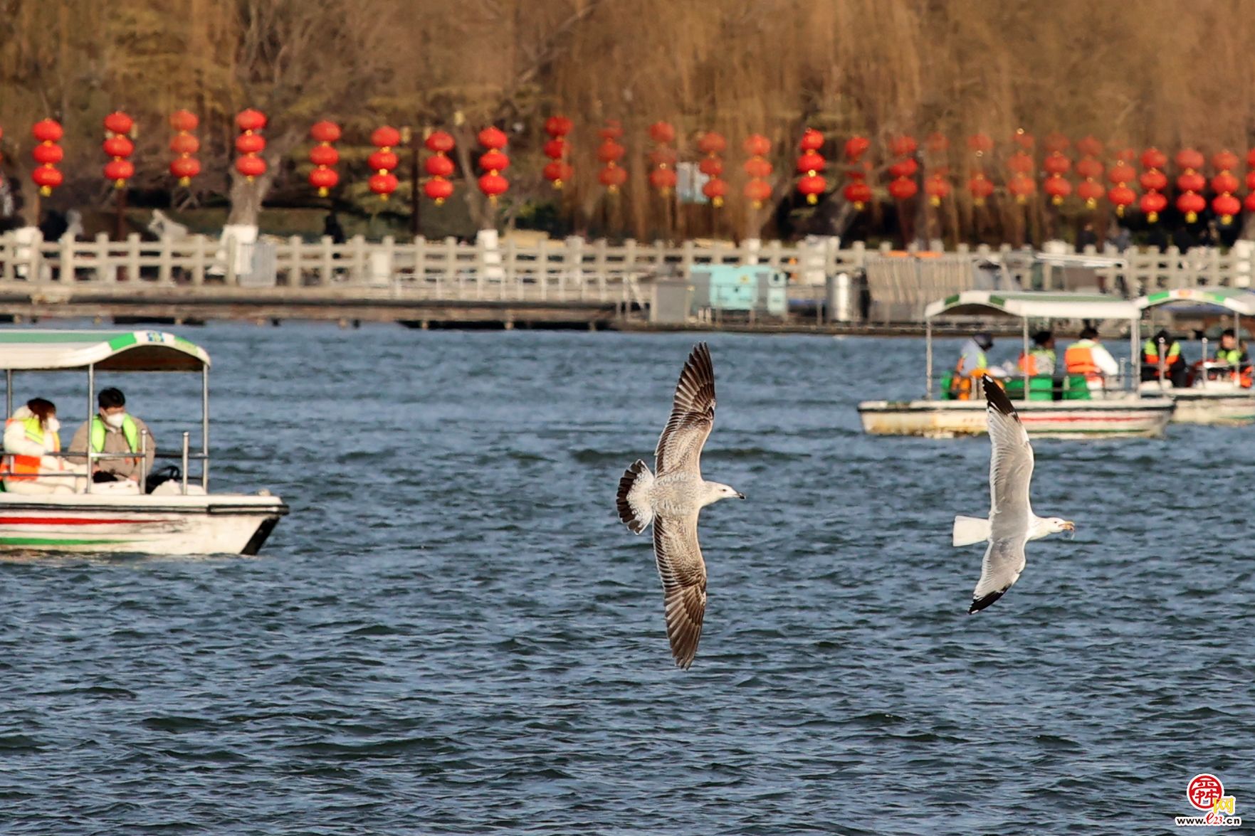 大明湖上银鸥飞舞嬉戏追逐，成为济南亮丽风景！