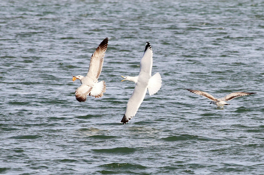 Silver Gulls Flying Over Daming Lake