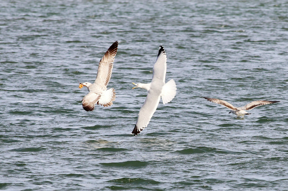 Silbermöwen fliegen über den Daming See