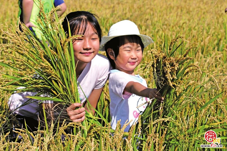 总产量296.2万吨，创历史新高！2022年济南市粮食继续实现增产丰收 