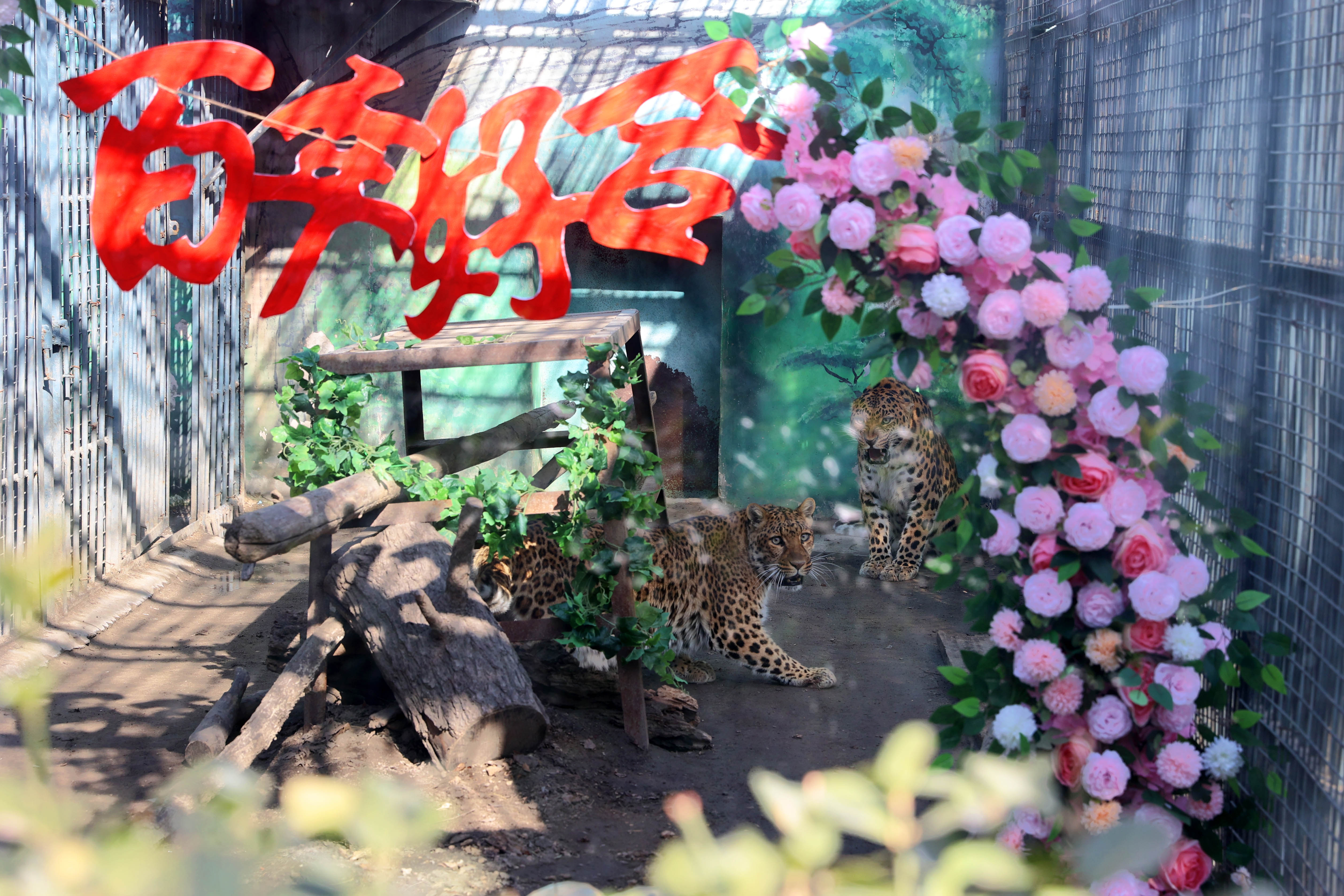 动物园里好热闹 天津豹济南喜“成亲”