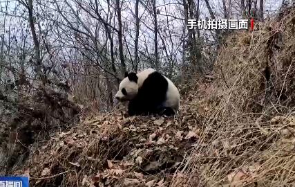四川一村民巡山偶遇大熊猫觅食活动