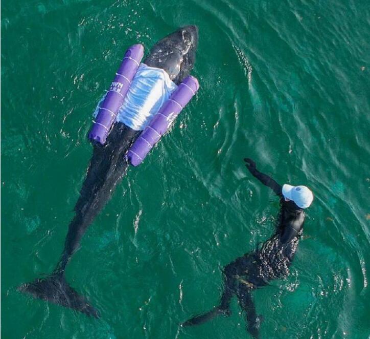 三亚搁浅死亡抹香鲸胃内有大量塑料垃圾 还怀着小宝宝
