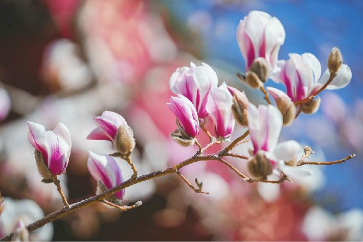 Orchidée jade ouverte, le printemps arrive