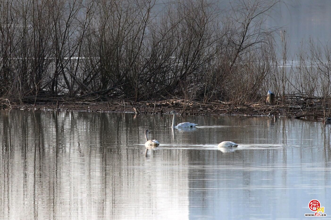 觅食游弋积蓄能量 来济南越冬的大天鹅即将北迁