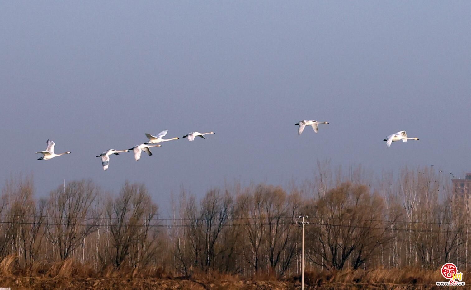 觅食游弋积蓄能量 来济南越冬的大天鹅即将北迁