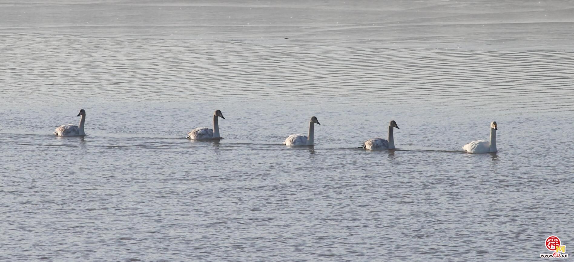 觅食游弋积蓄能量 来济南越冬的大天鹅即将北迁