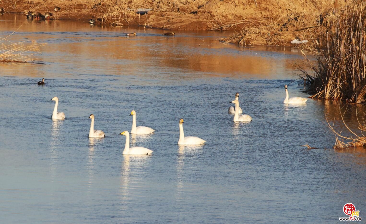 觅食游弋积蓄能量 来济南越冬的大天鹅即将北迁