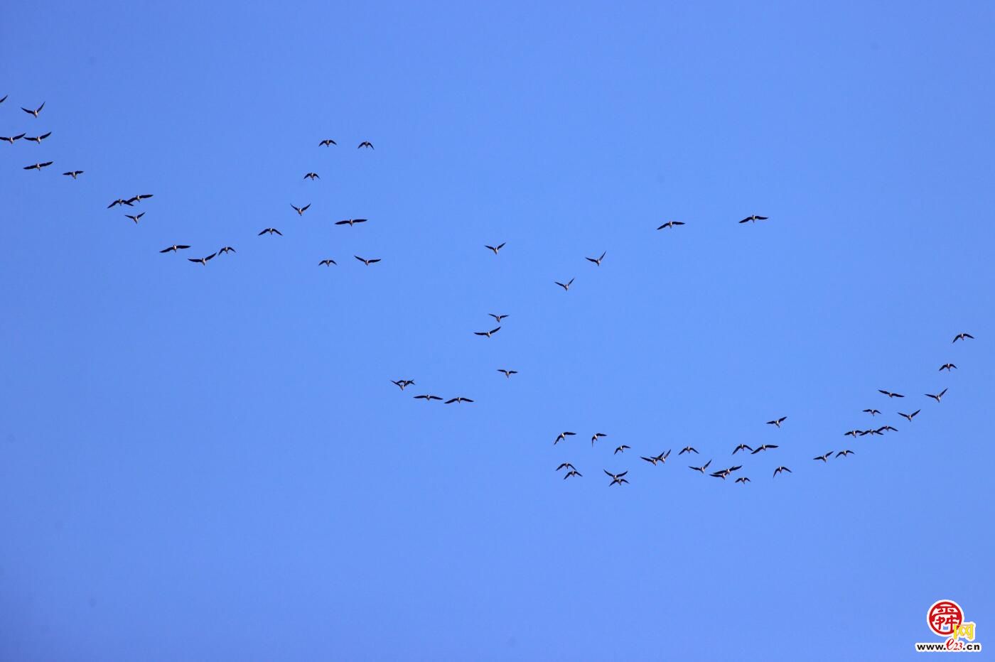 成群大雁北迁过境济南好壮观