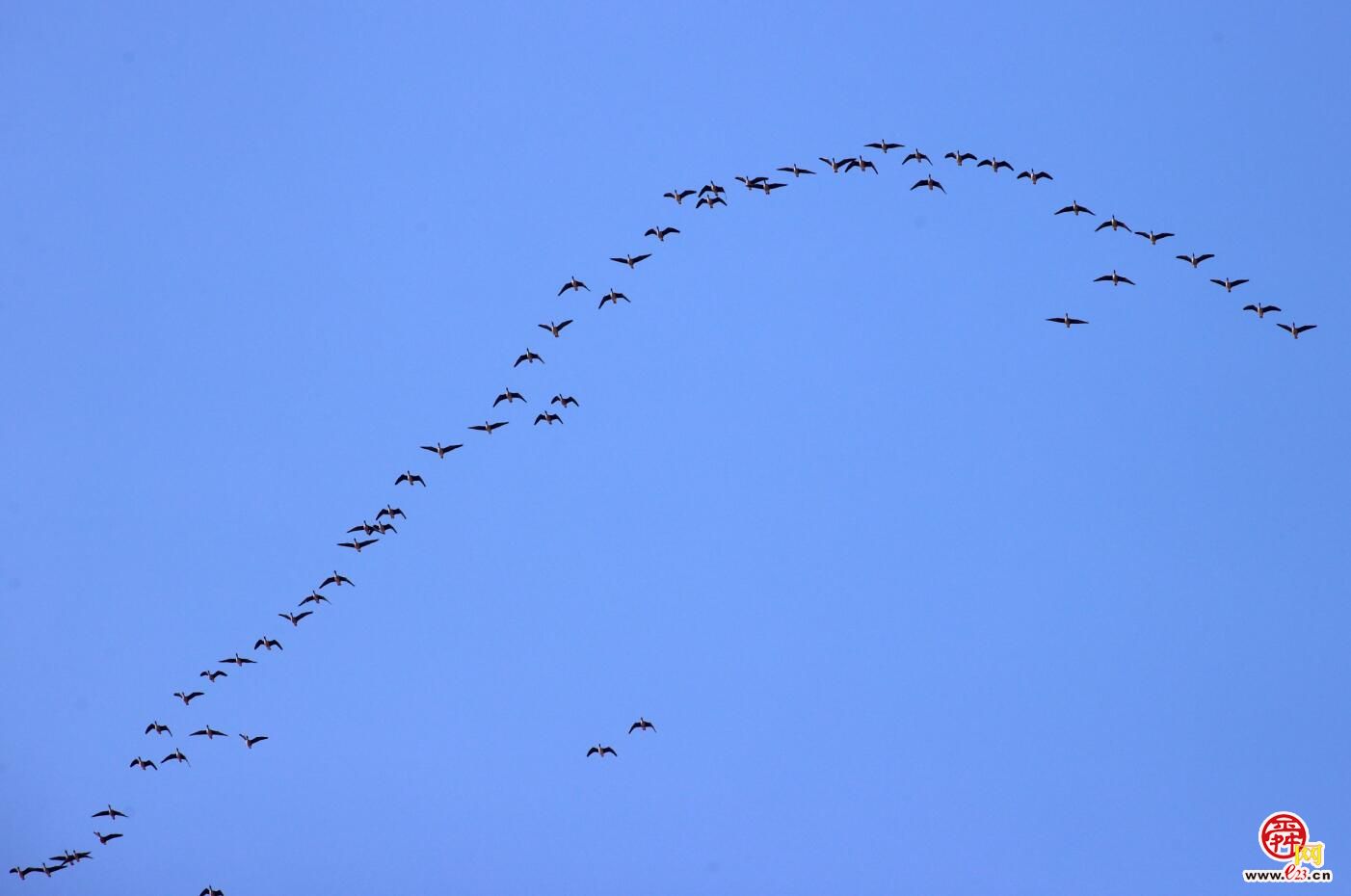 成群大雁北迁过境济南好壮观