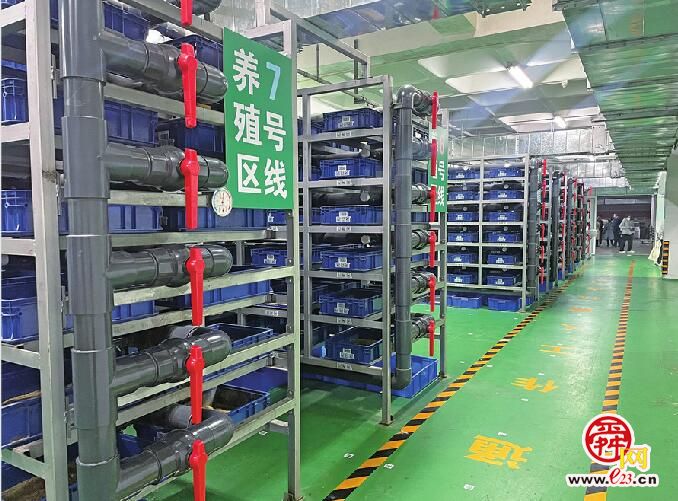 探访国内首个“5G+机器人”自动化生物厨余垃圾利用项目 厨余垃圾就地“变身”蛋白虫、有机肥