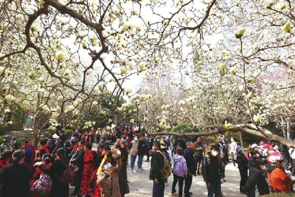 Magnolien in voller Blüte im Jinan Baihua-Park