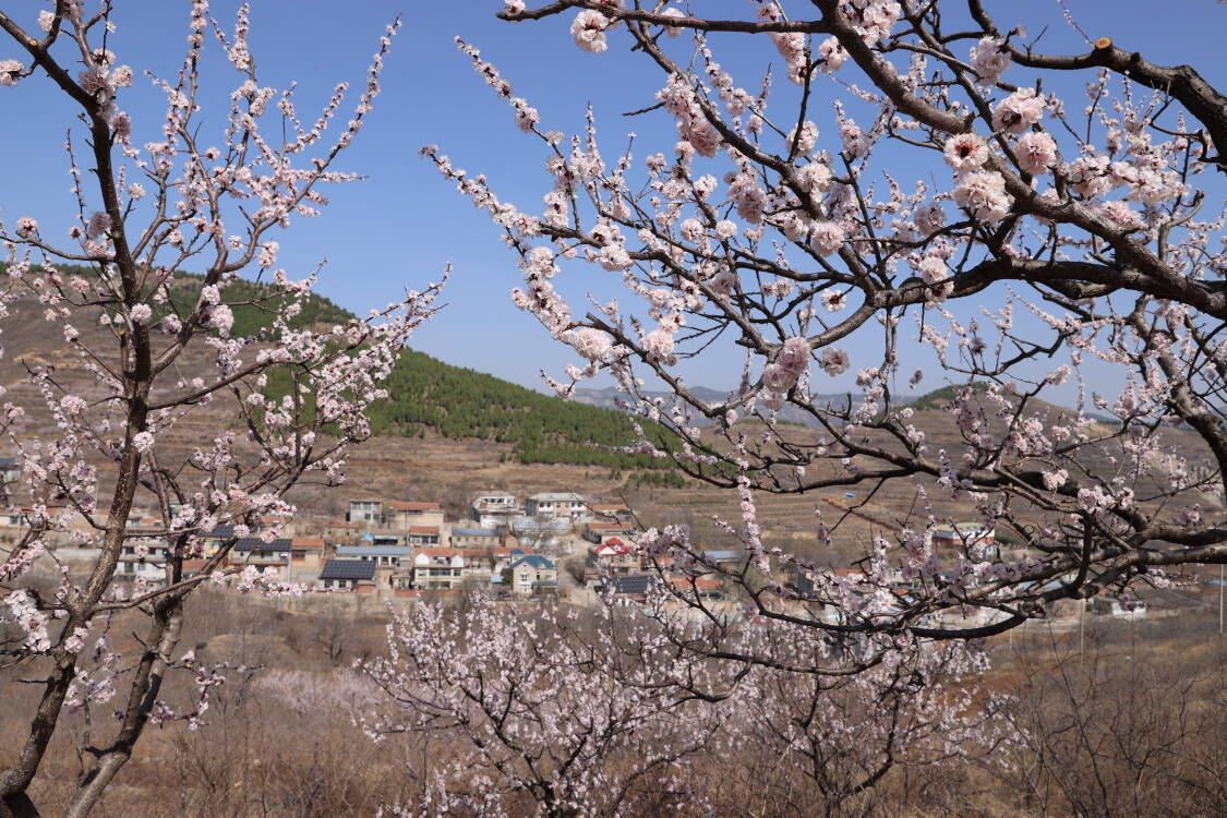 赏杏花，游古村！济南南部山区珍珠油杏花盛开 