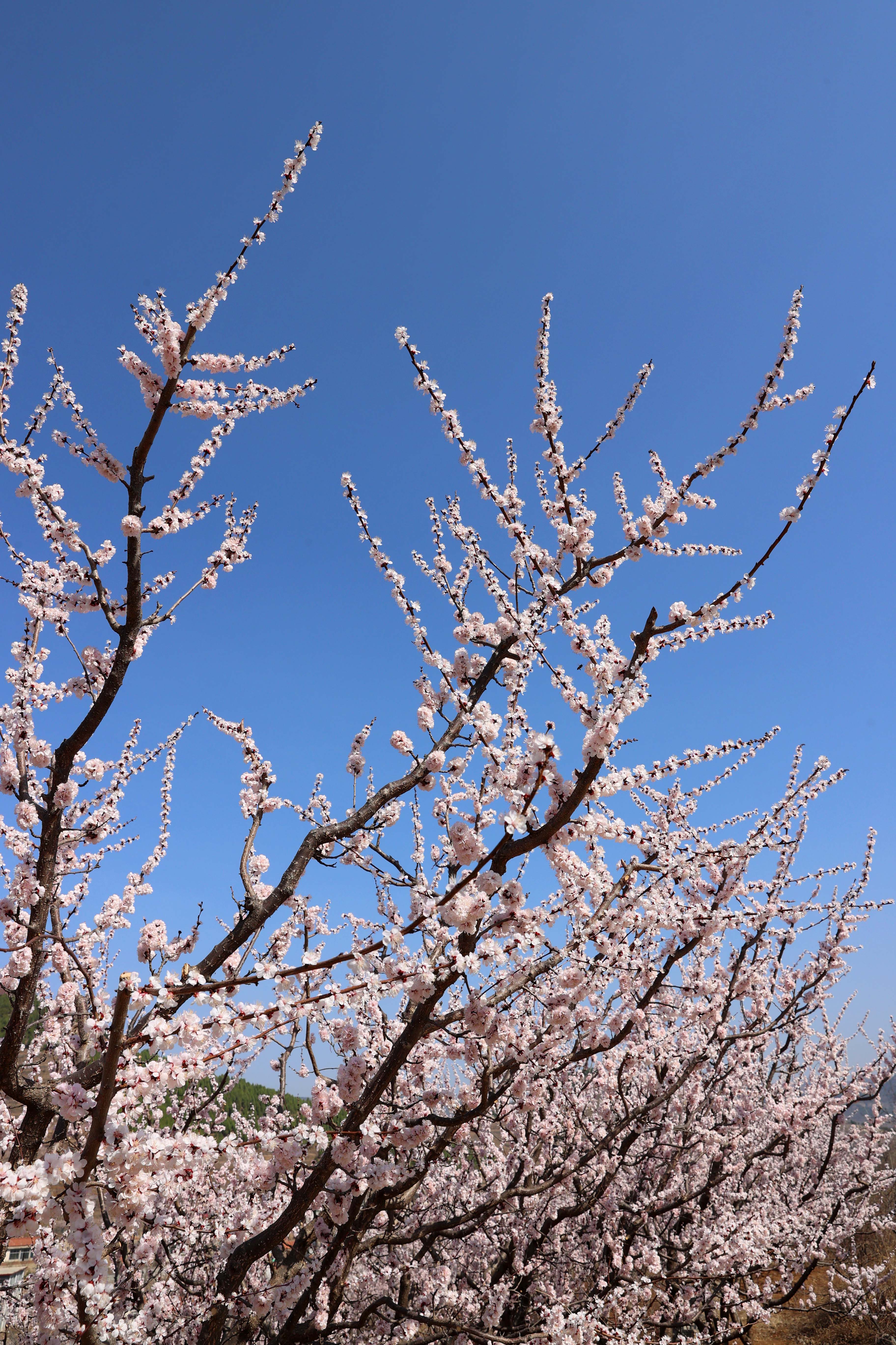 赏杏花，游古村！济南南部山区珍珠油杏花盛开 