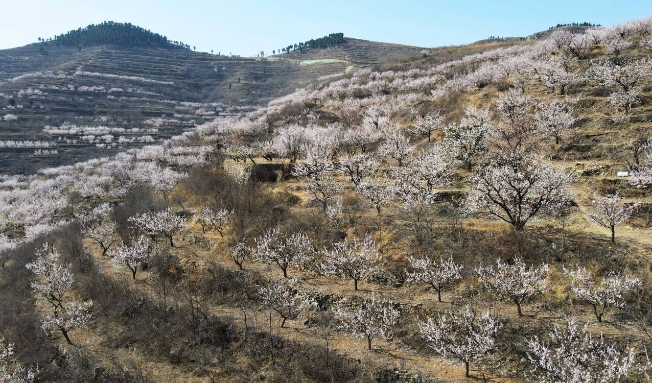 赏杏花，游古村！济南南部山区珍珠油杏花盛开 
