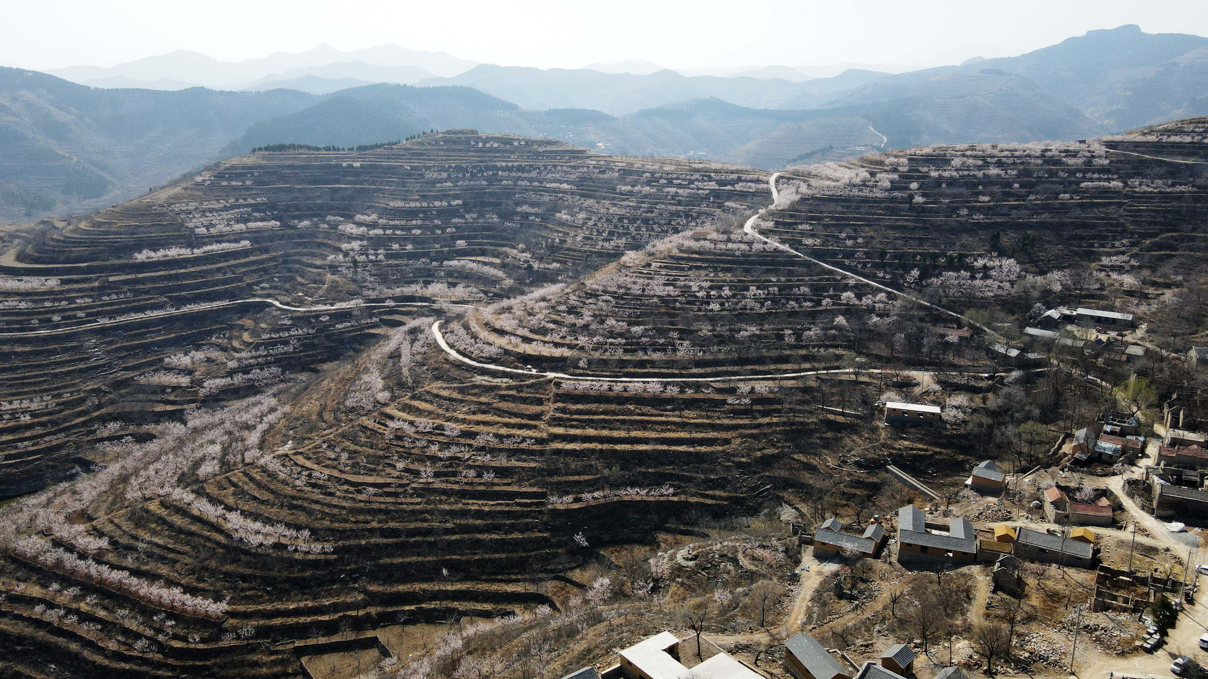 赏杏花，游古村！济南南部山区珍珠油杏花盛开 