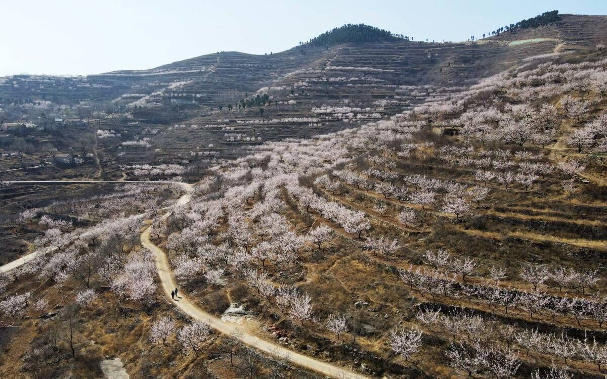赏杏花，游古村！济南南部山区珍珠油杏花盛开 