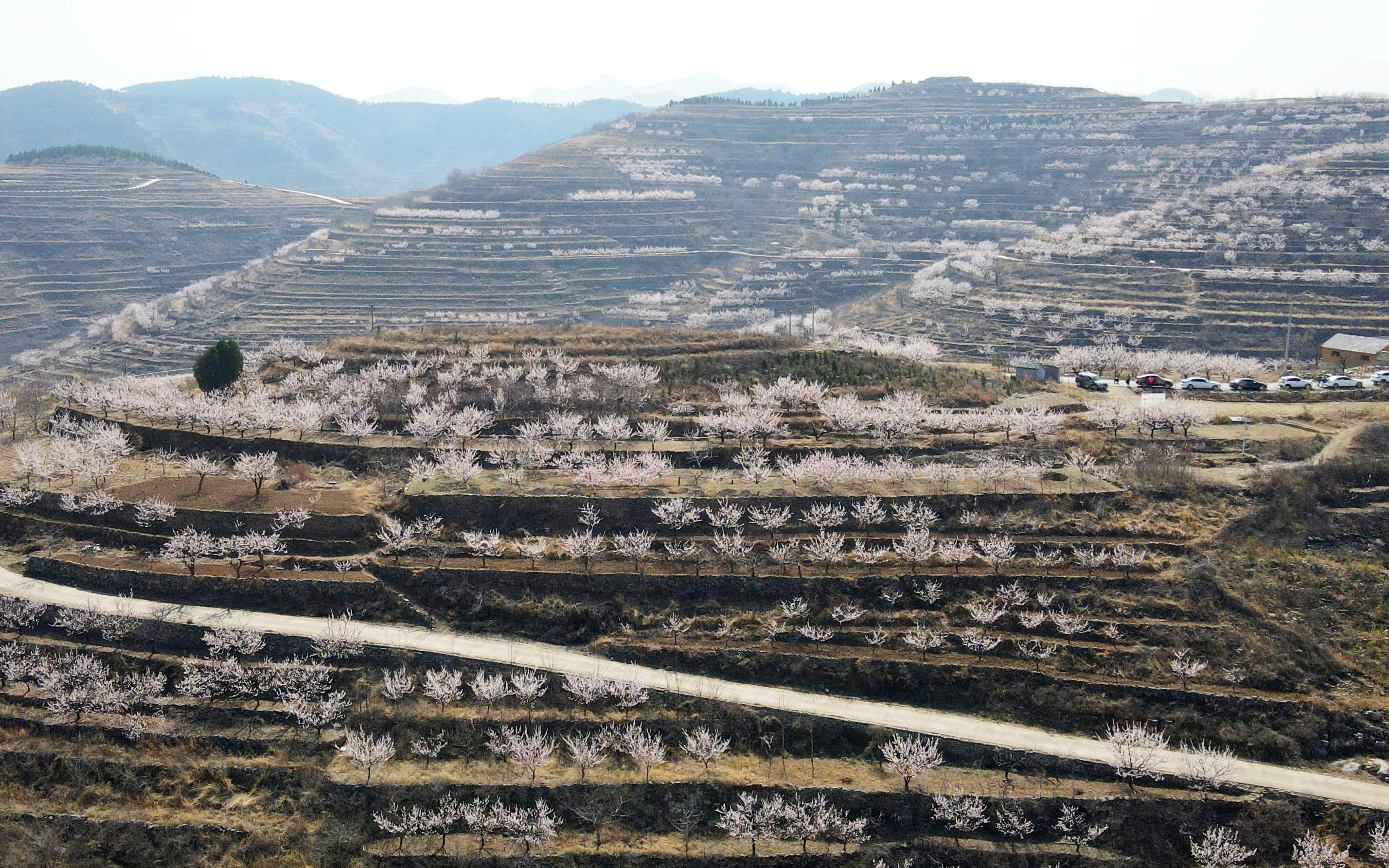 赏杏花，游古村！济南南部山区珍珠油杏花盛开 