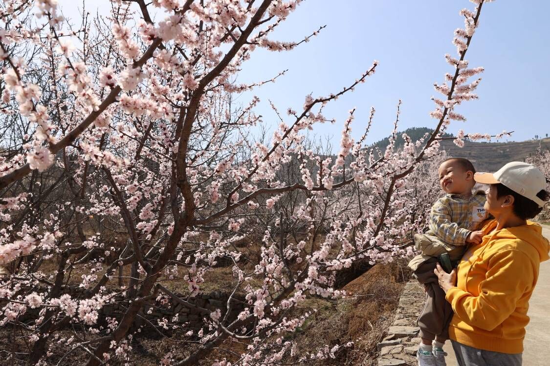 赏杏花，游古村！济南南部山区珍珠油杏花盛开 
