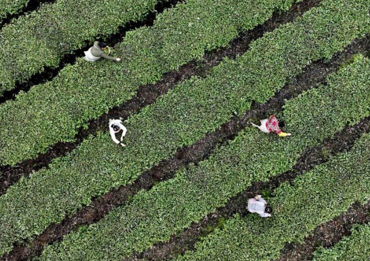 Во многих районах Китая начался сезон сбора весеннего чая