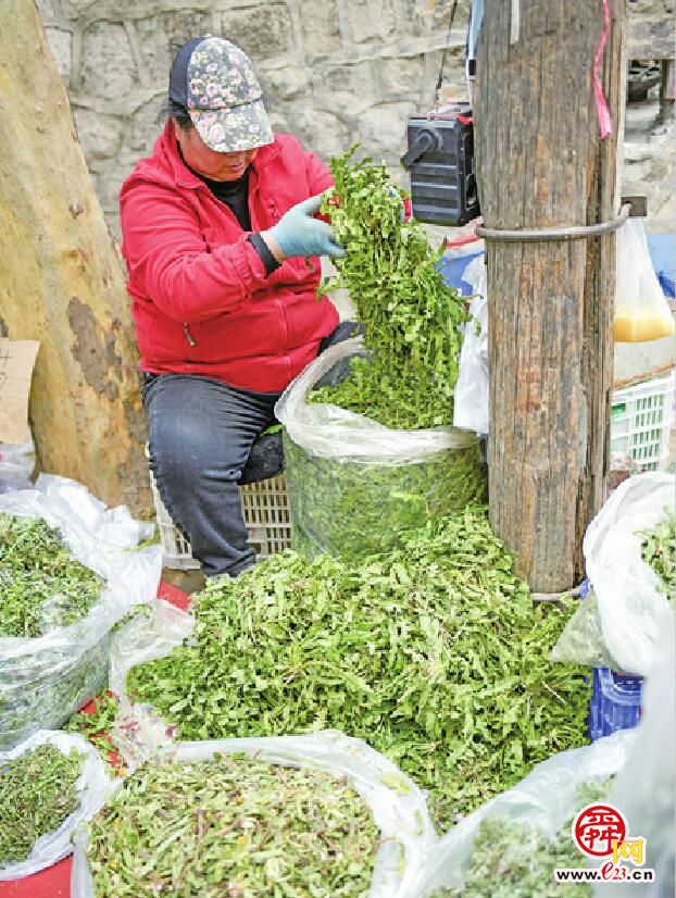 “春天限量版”野菜上市最贵的每斤售价15元