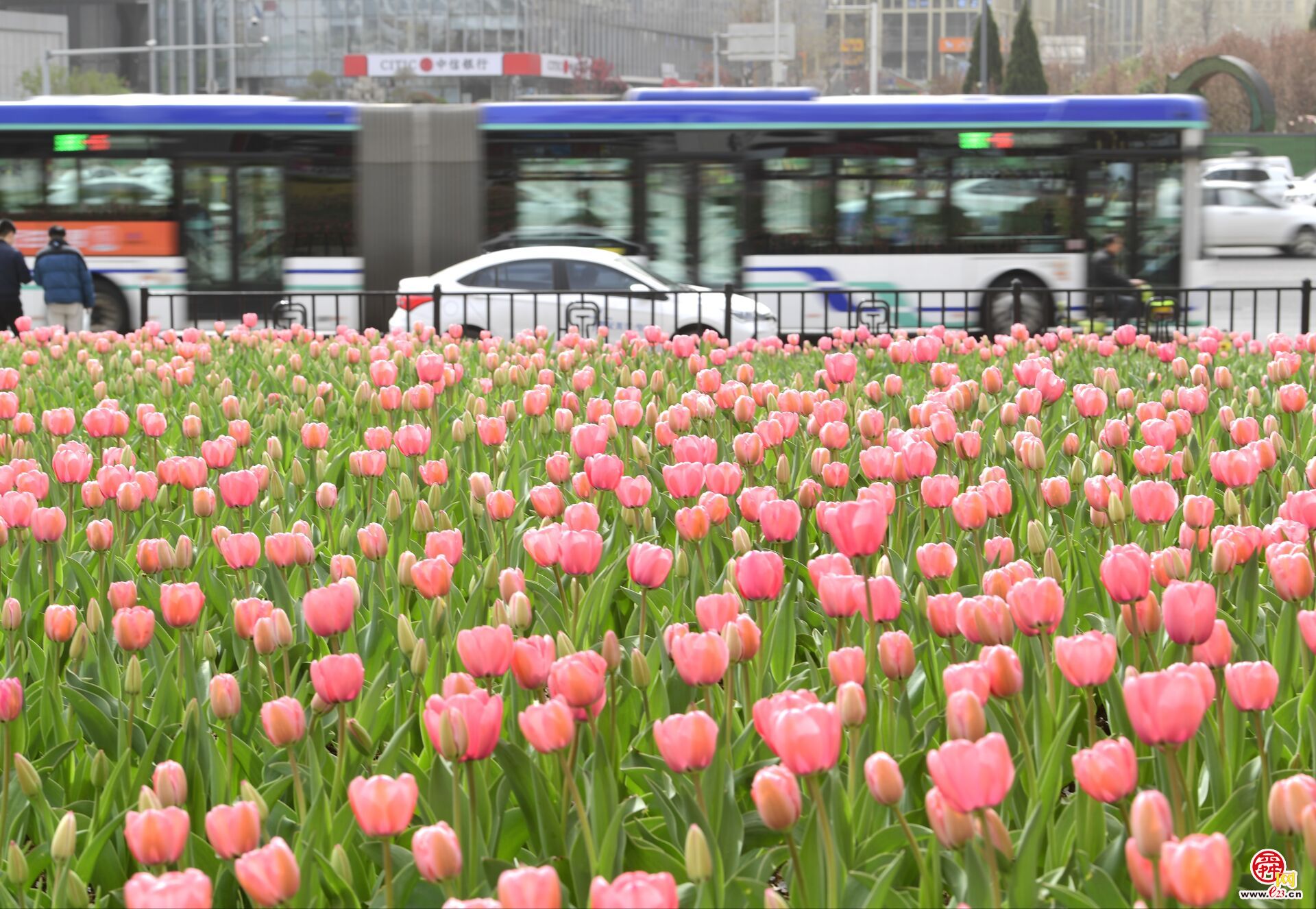 花期提前，最美花海“郁”你相伴