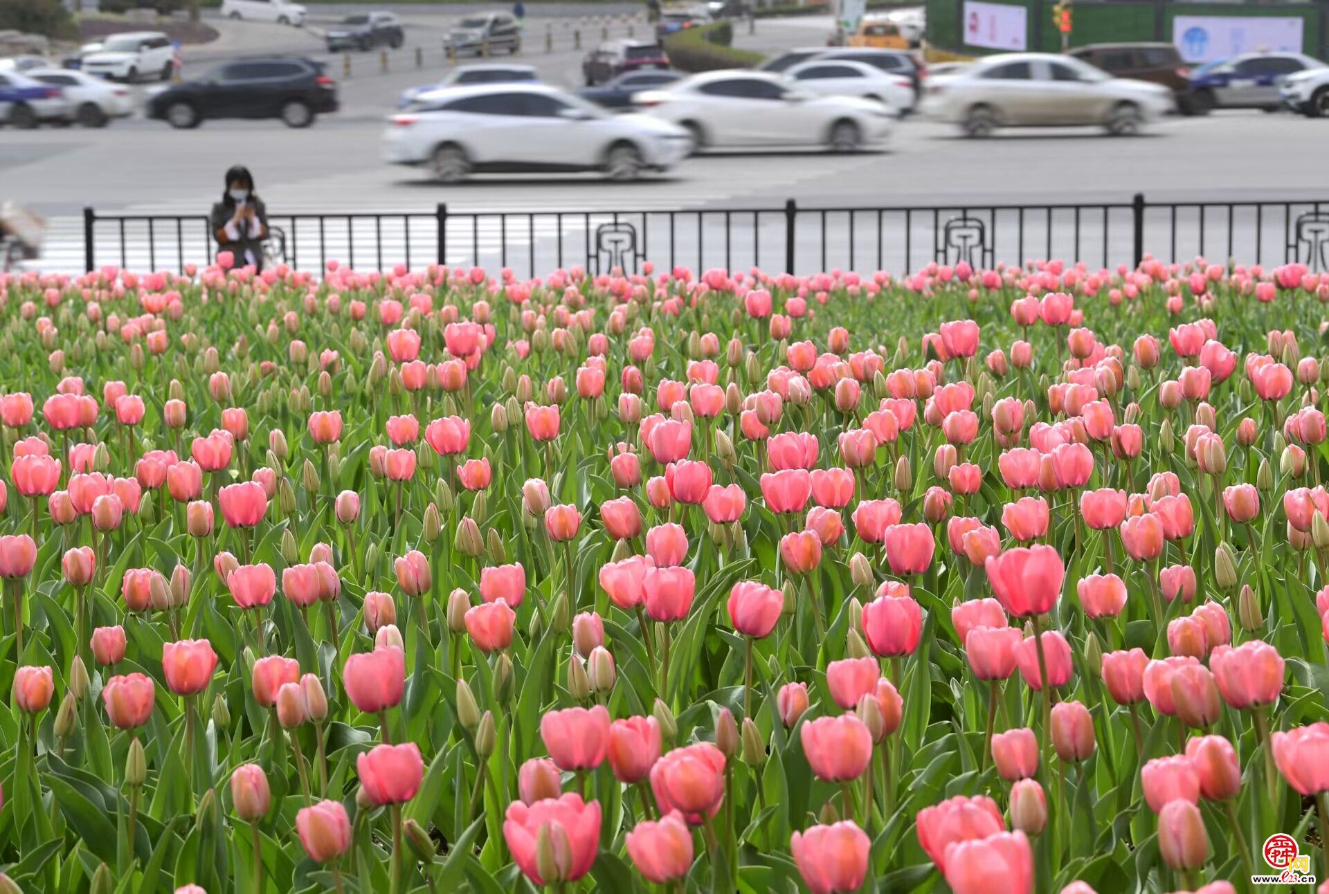 花期提前，最美花海“郁”你相伴