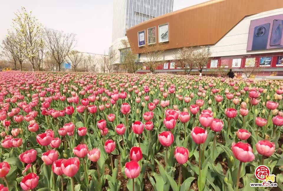 花期提前，最美花海“郁”你相伴