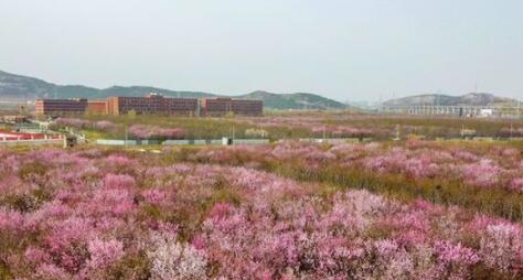 济南最美地铁线迎来赏花季 列车穿行粉色花海