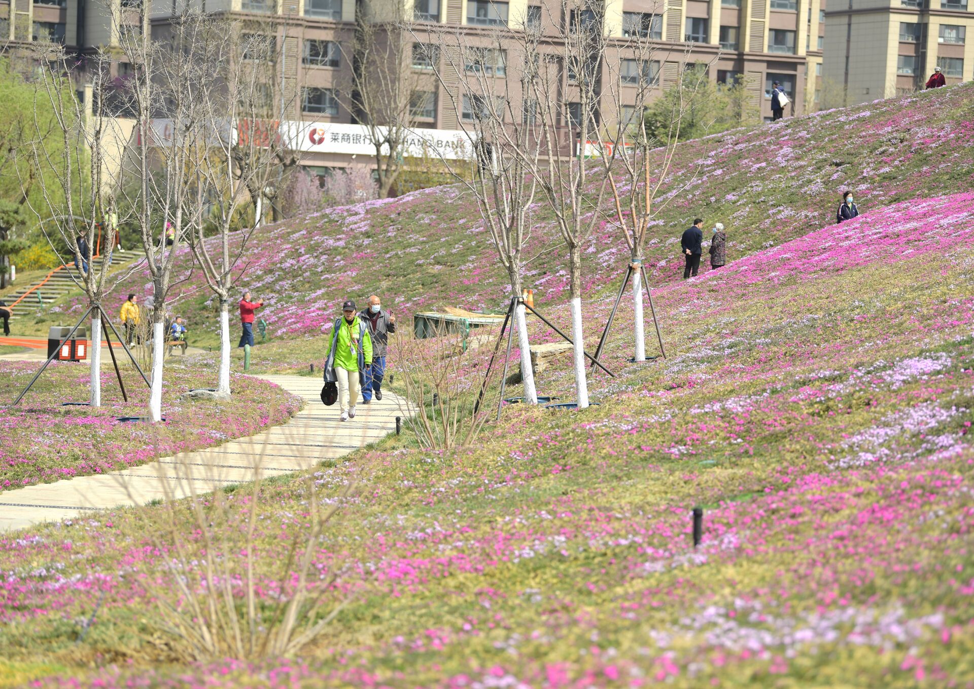 济南最大面积“福禄考花海”绽放