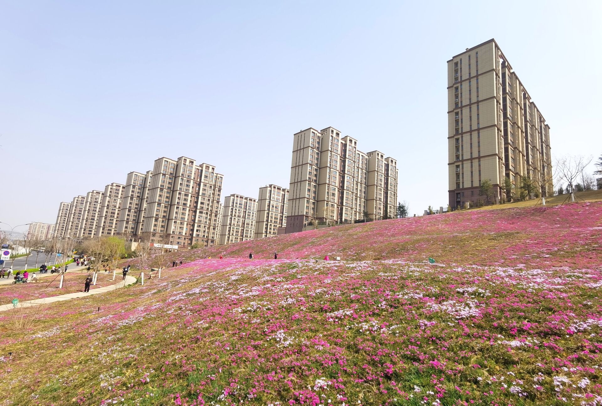 济南最大面积“福禄考花海”绽放