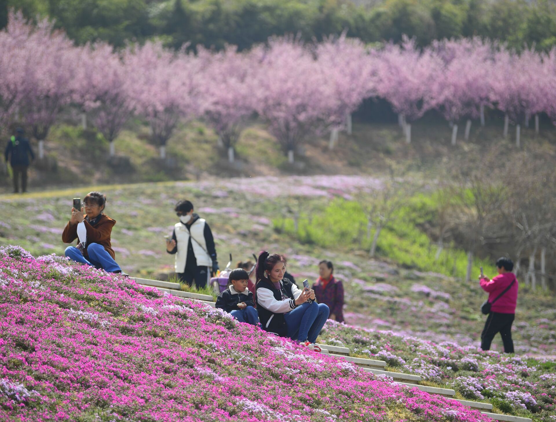 济南最大面积“福禄考花海”绽放