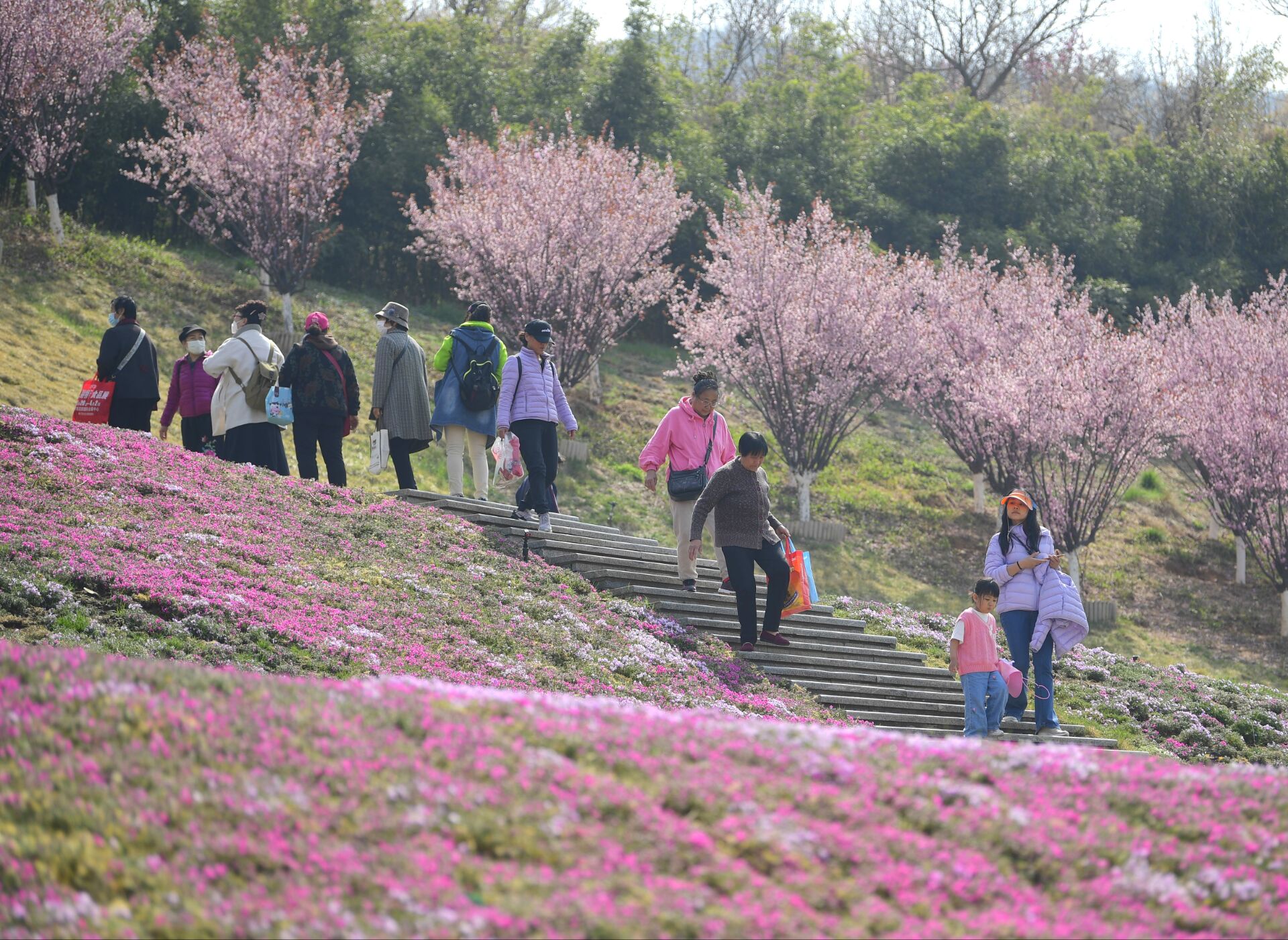 济南最大面积“福禄考花海”绽放