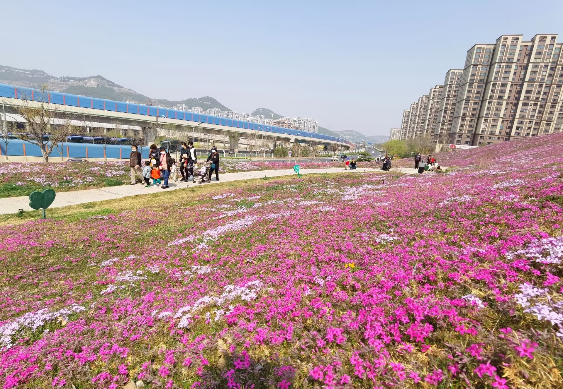 济南最大面积“福禄考花海”绽放