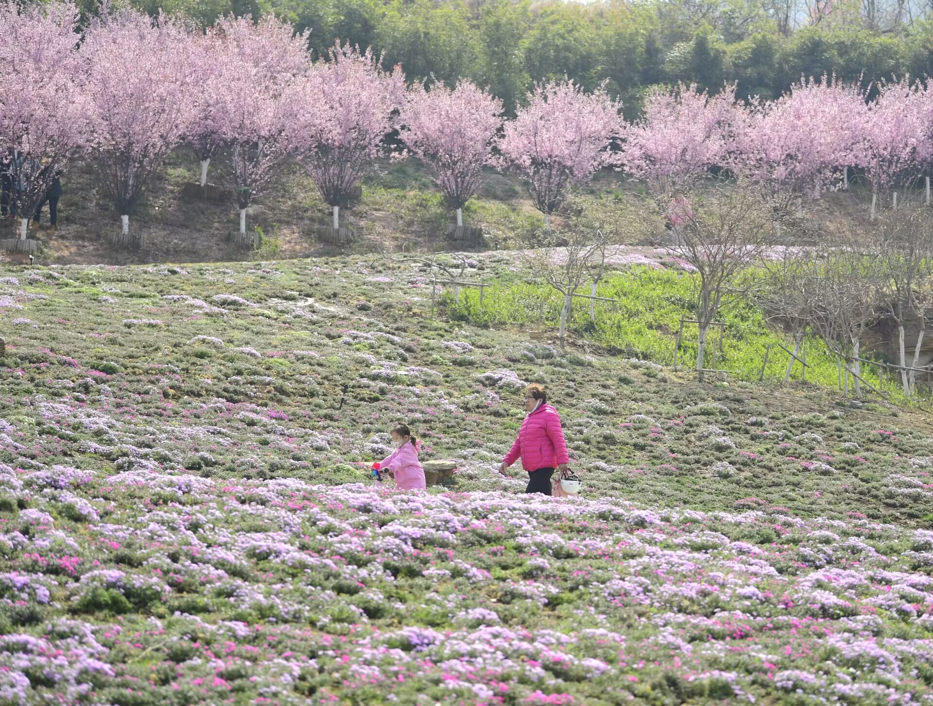济南最大面积“福禄考花海”绽放
