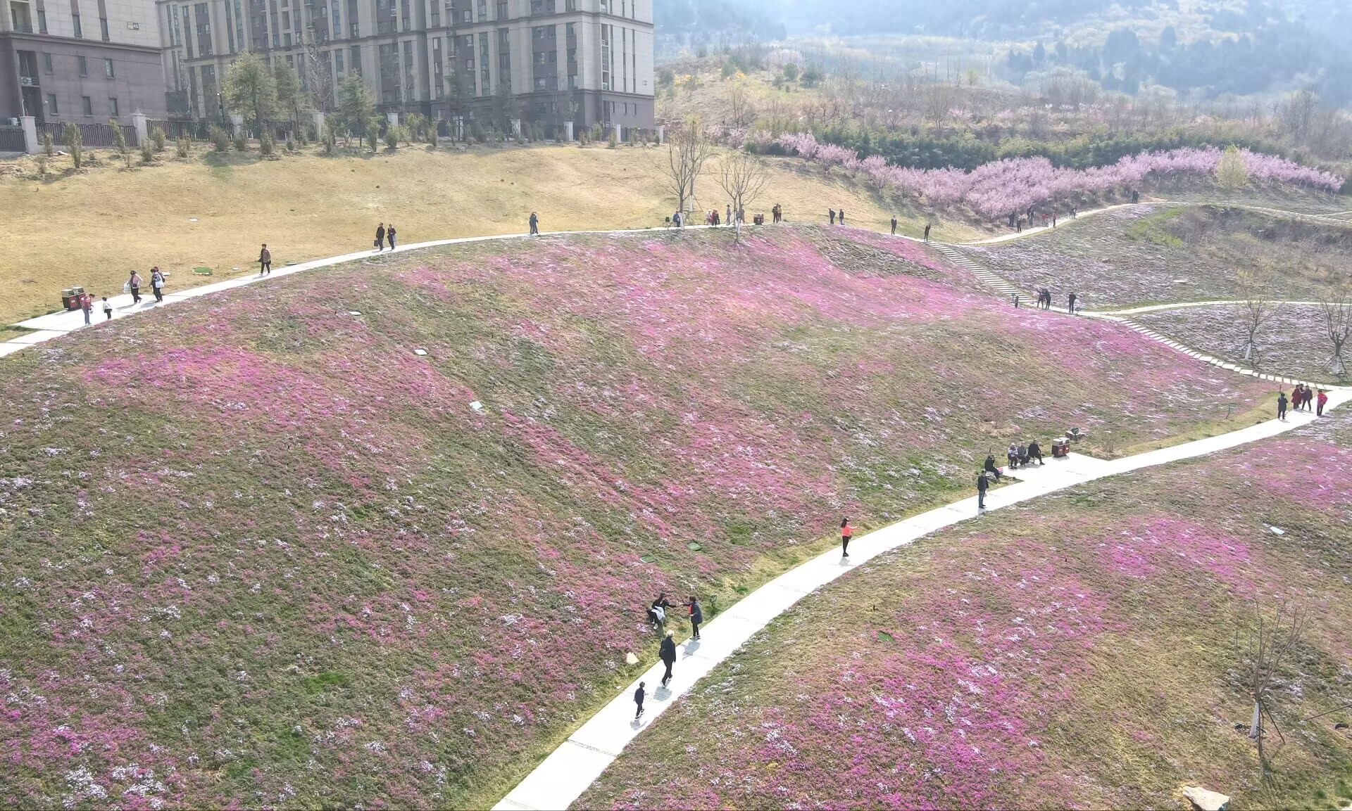 济南最大面积“福禄考花海”绽放