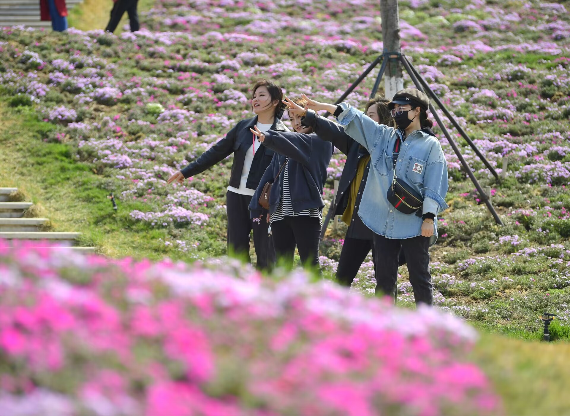 济南最大面积“福禄考花海”绽放