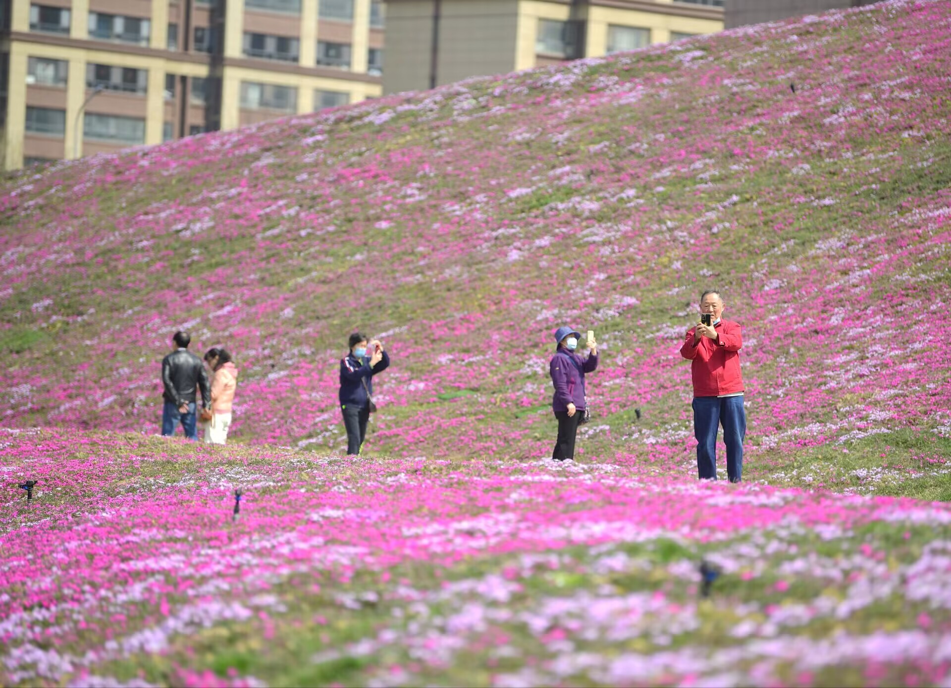 济南最大面积“福禄考花海”绽放