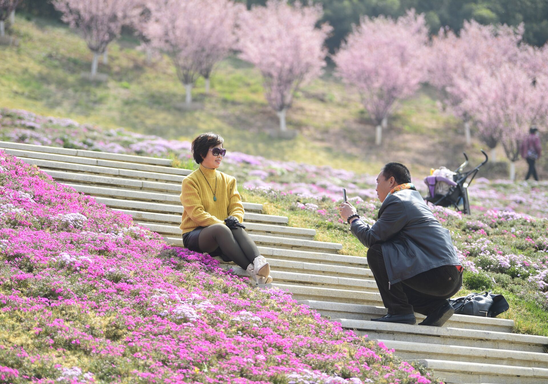 济南最大面积“福禄考花海”绽放