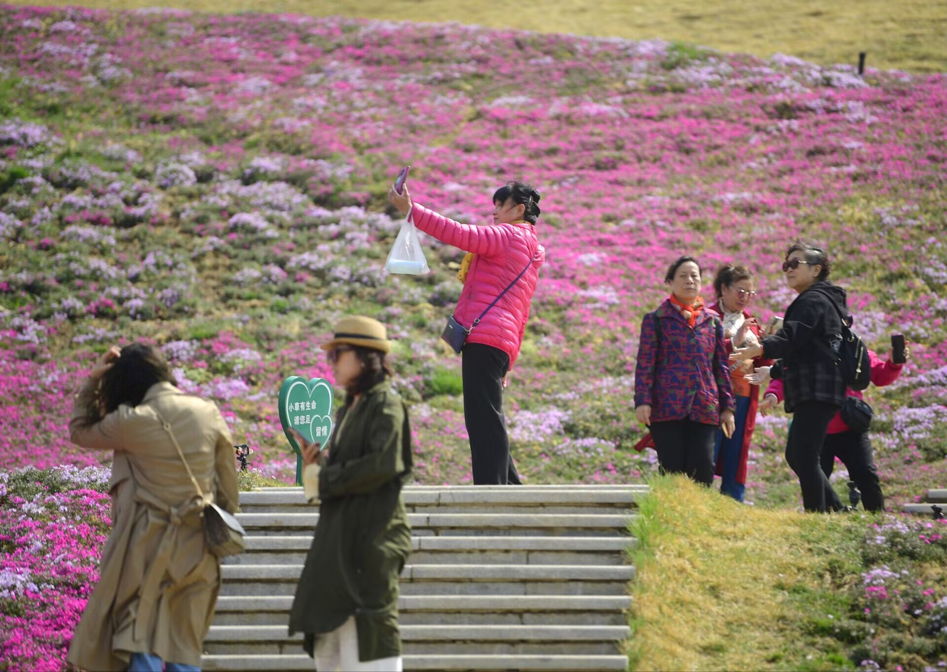 济南最大面积“福禄考花海”绽放