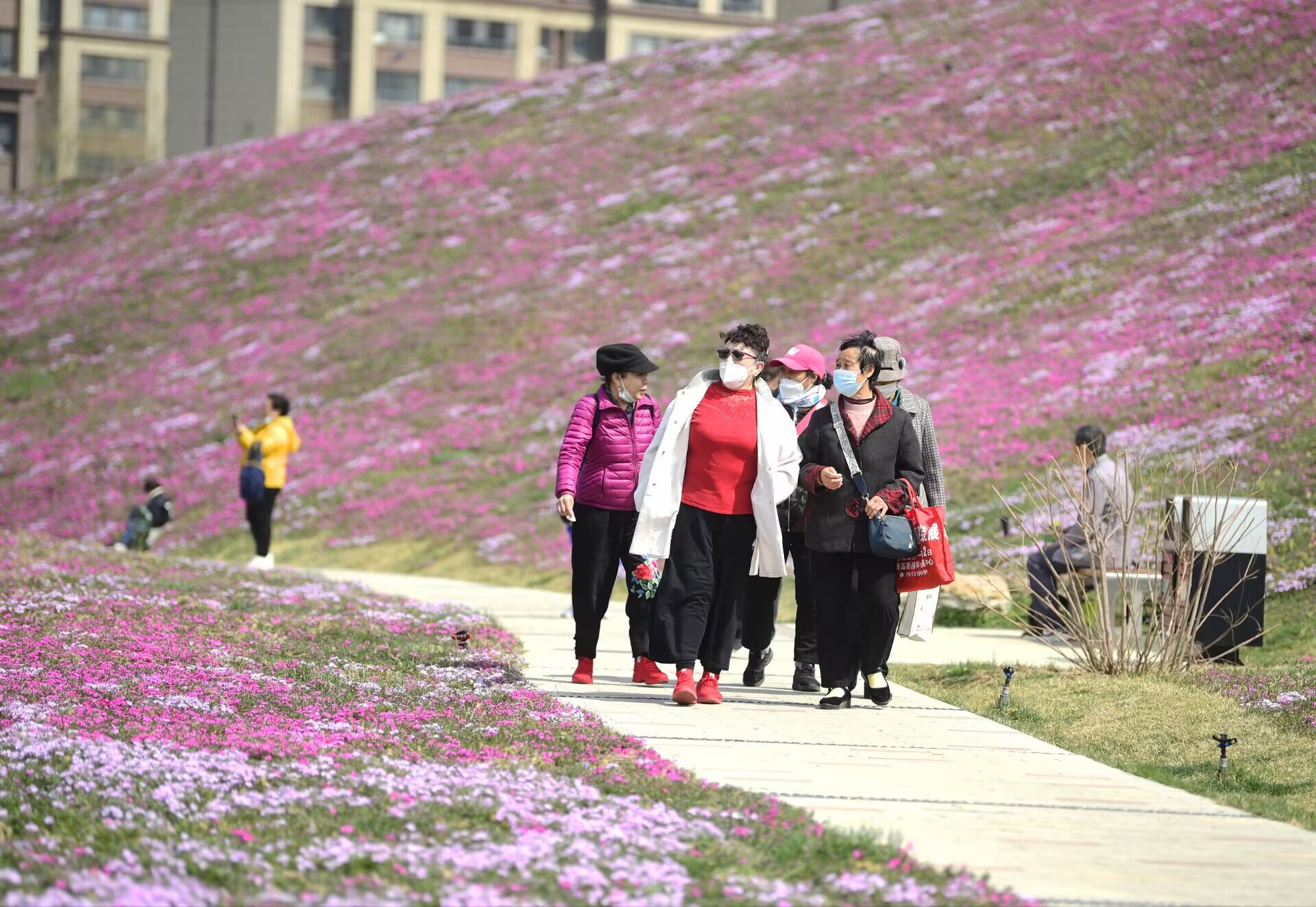 济南最大面积“福禄考花海”绽放