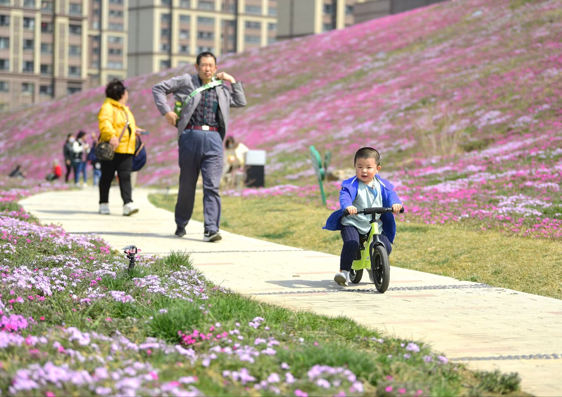 济南最大面积“福禄考花海”绽放