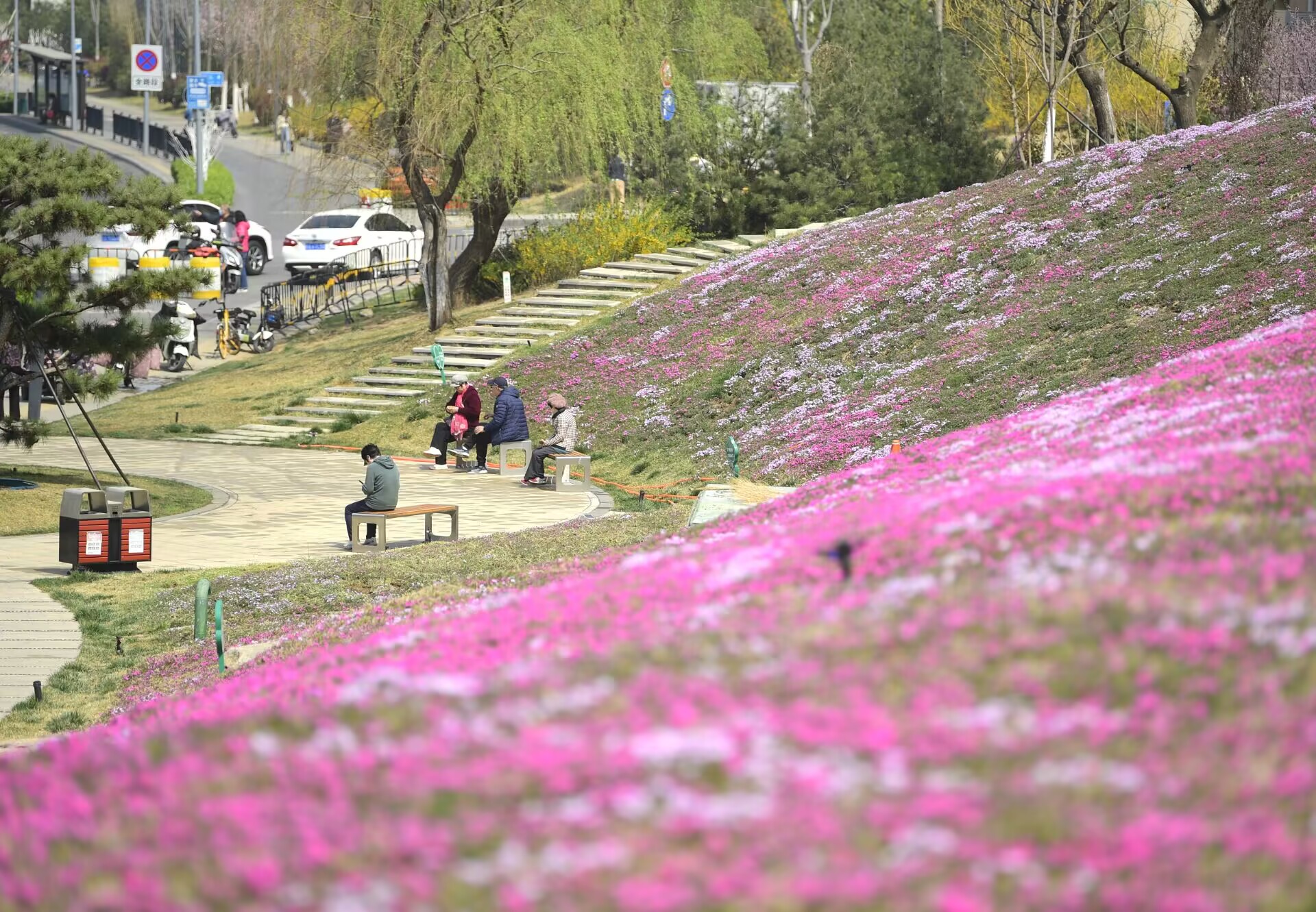 济南最大面积“福禄考花海”绽放