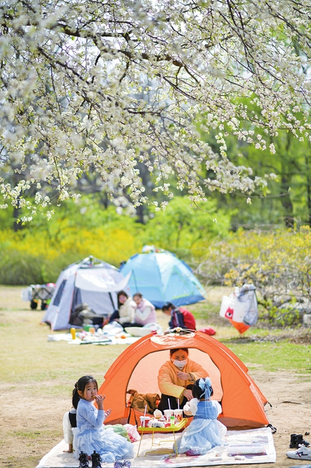 济南：搭起帐篷 邂逅花香