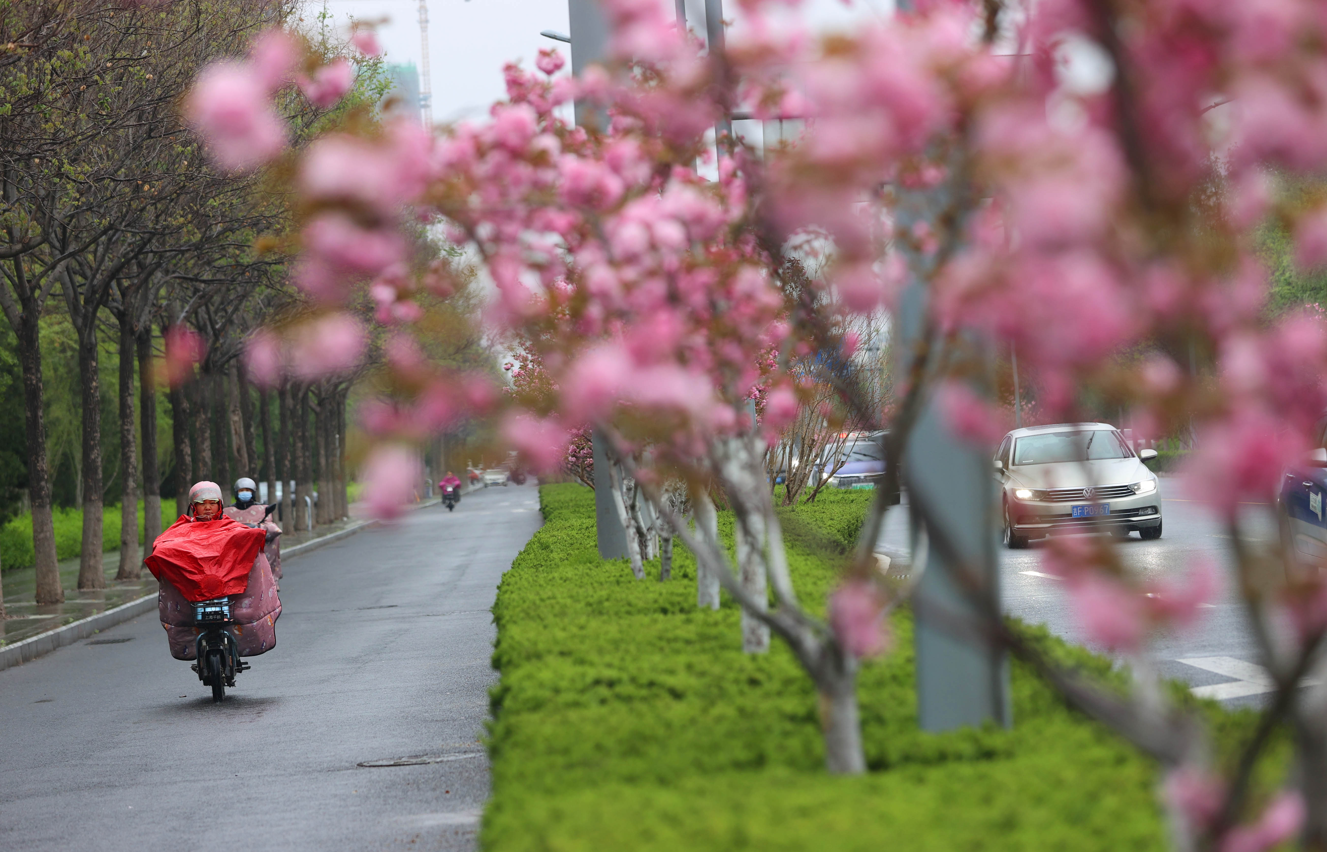 春雨濛濛润泉城